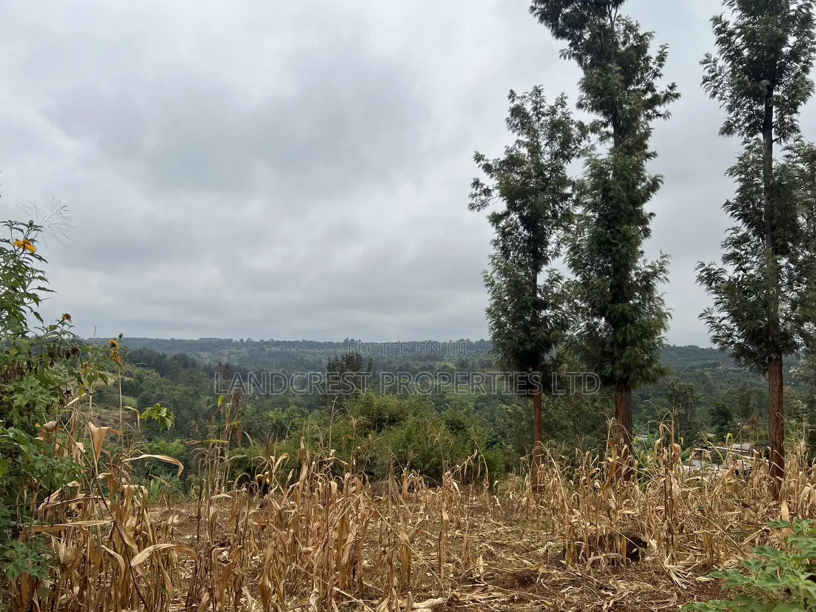 Prime 1/8 Acre for Sale in Maragua,sumary