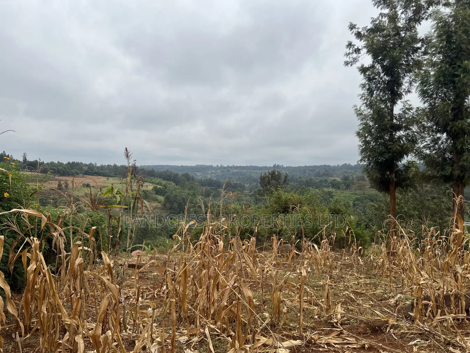 Prime 1/8 Acre for Sale in Maragua,sumary