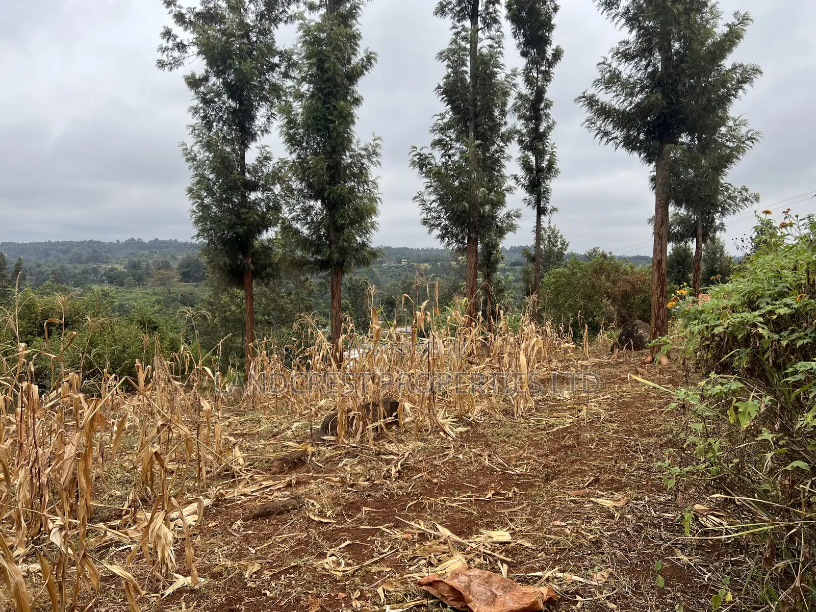 Prime 1/8 Acre for Sale in Maragua,sumary