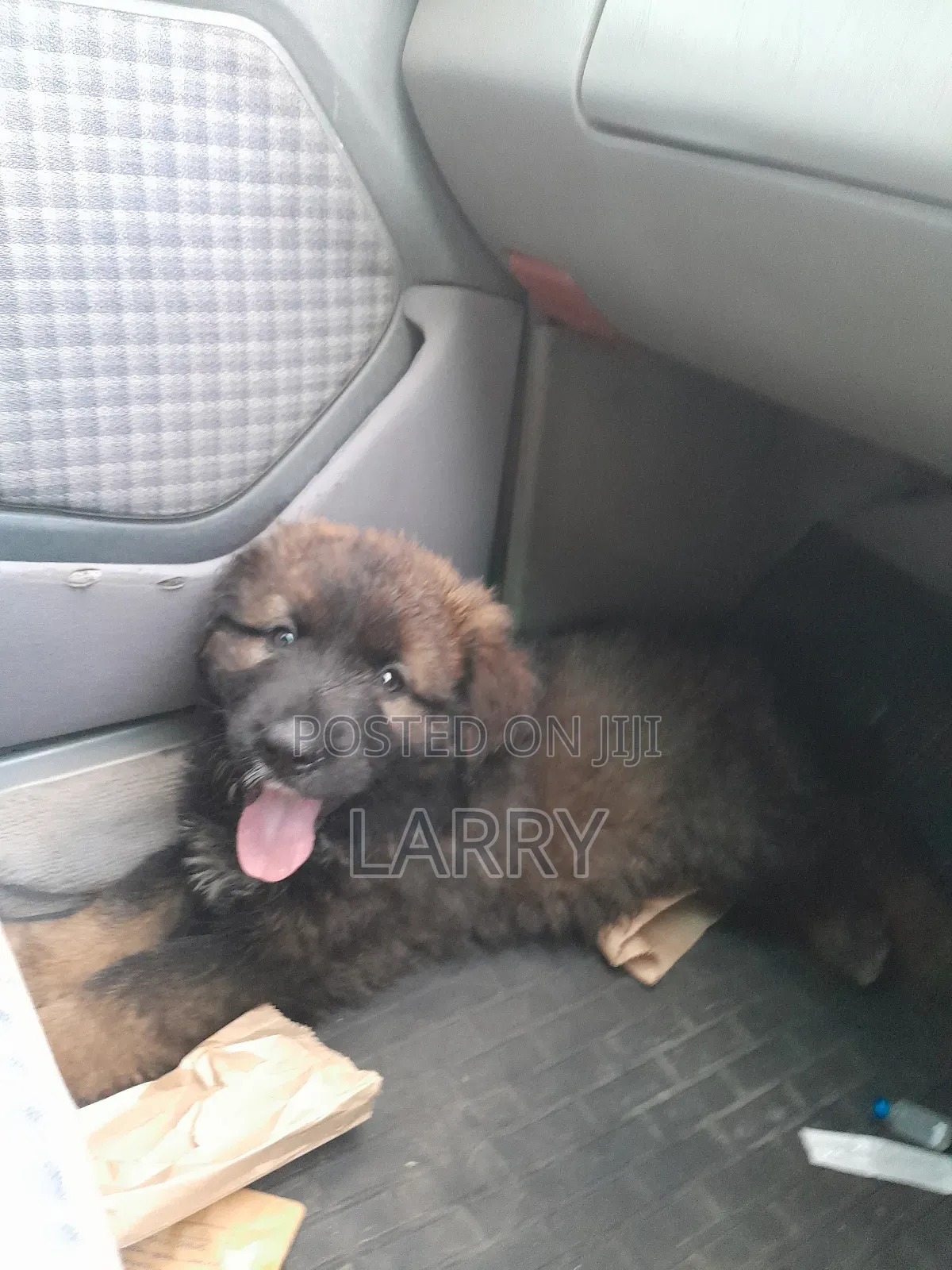 1-3 months Male Purebred Caucasian Shepherd