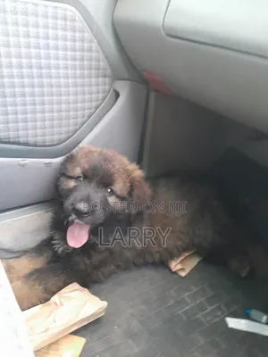 1-3 months Male Purebred Caucasian Shepherd