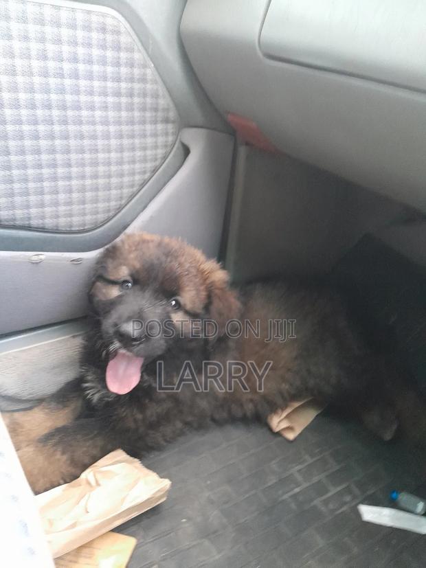 1-3 months Male Purebred Caucasian Shepherd