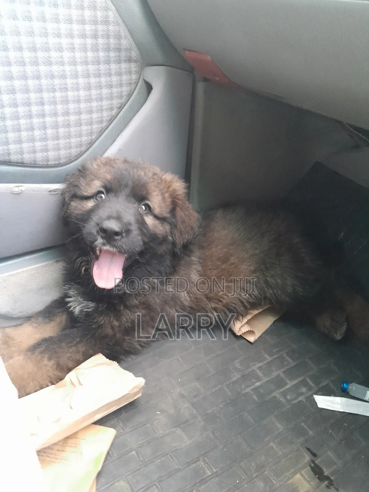 1-3 months Male Purebred Caucasian Shepherd