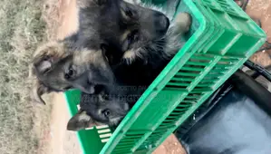 1-3 months Female Purebred German Shepherd