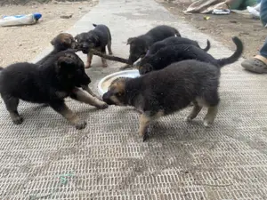 1-3 months Female Purebred German Shepherd