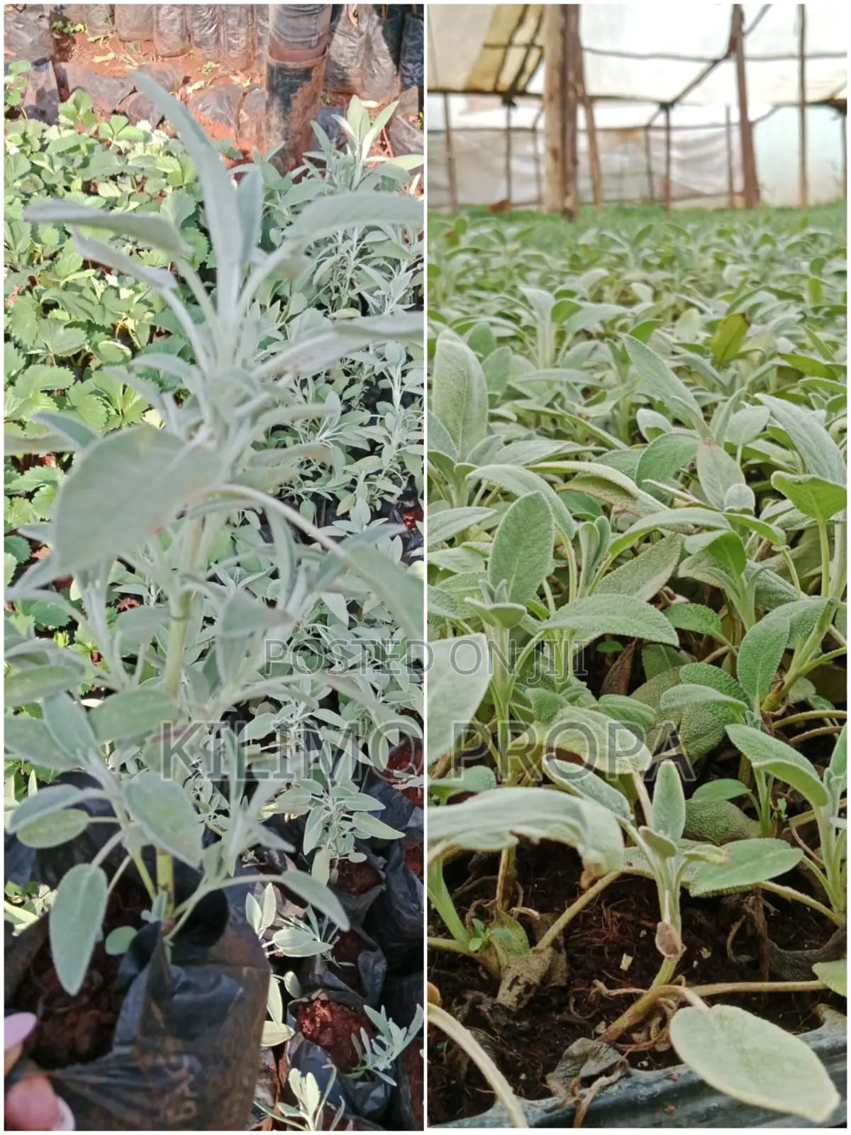 Herbs and Spices Seedlings