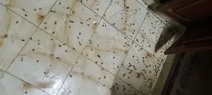Professional Fumigators in Mombasa Kilifi Malindi