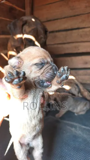 0-1 month Male Purebred Boerboel
