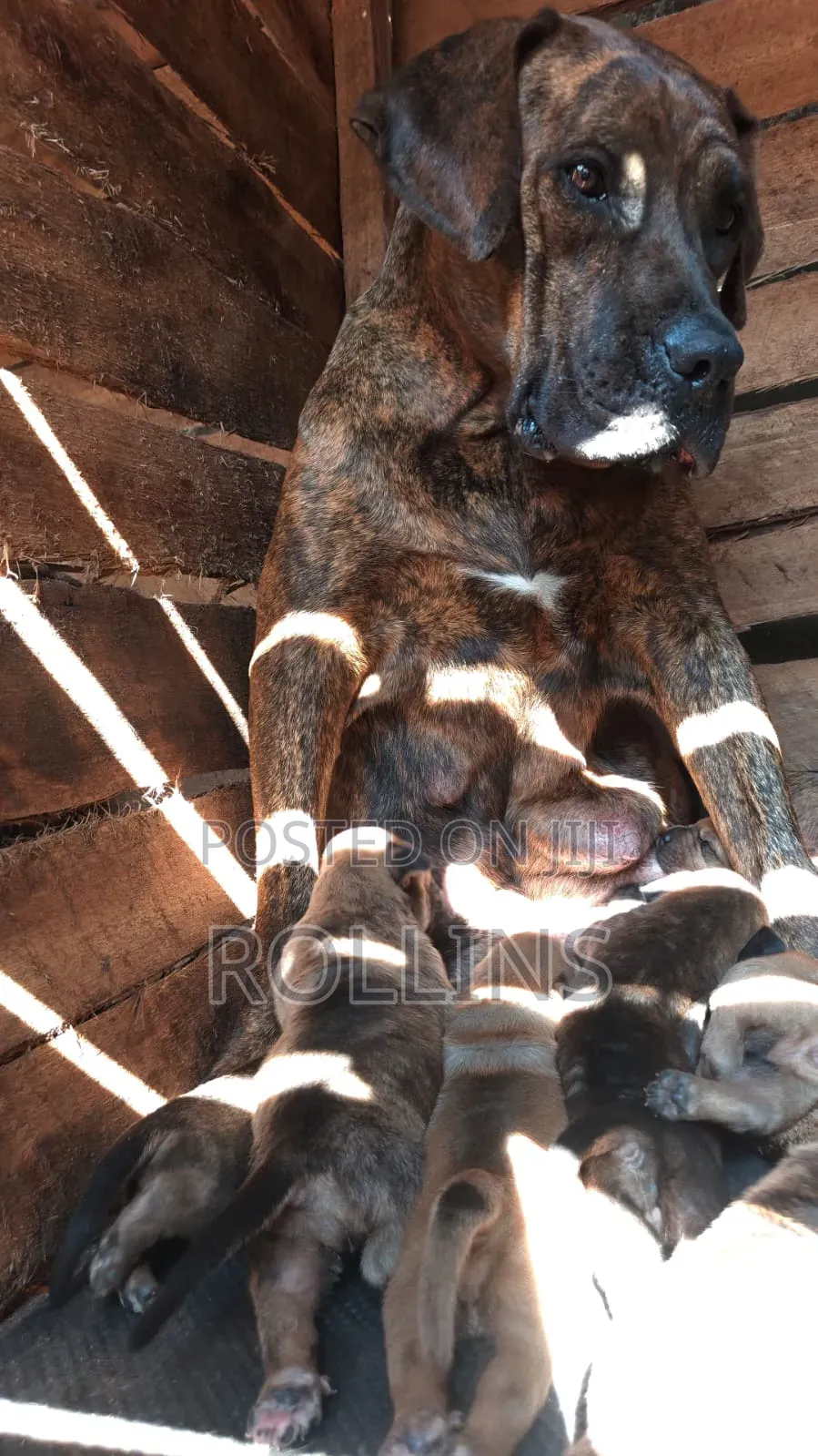 0-1 month Male Purebred Boerboel