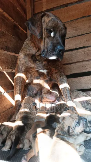 0-1 month Male Purebred Boerboel