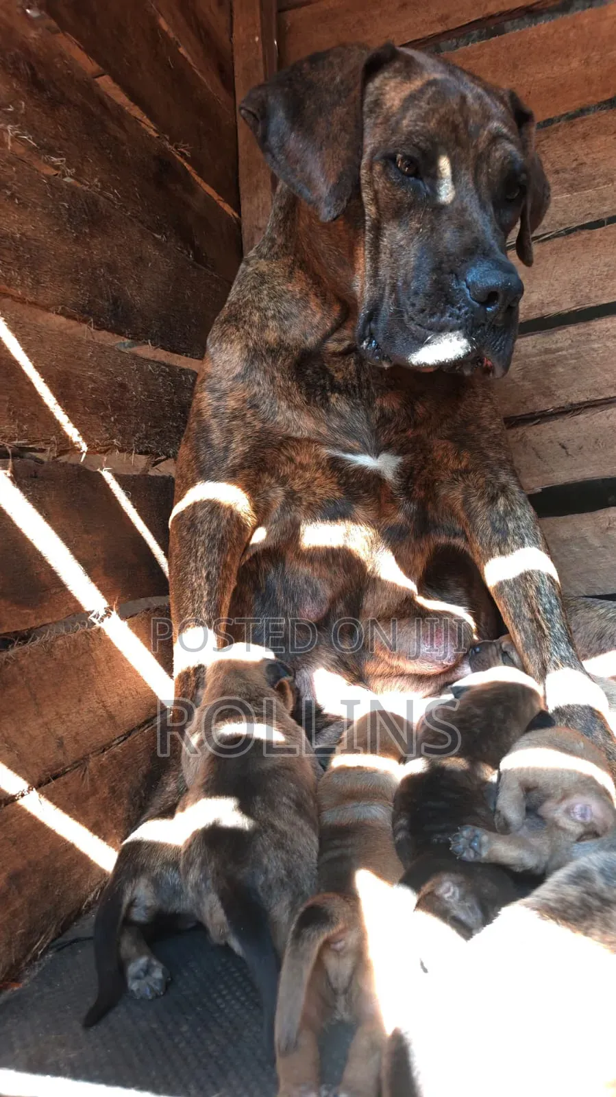0-1 month Male Purebred Boerboel