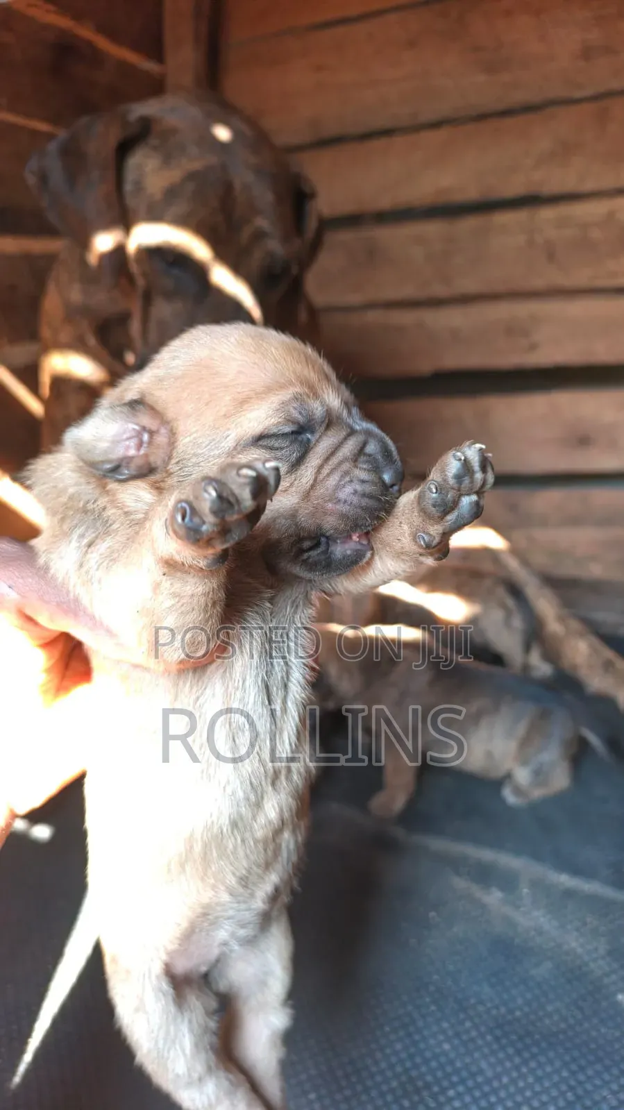 0-1 month Male Purebred Boerboel