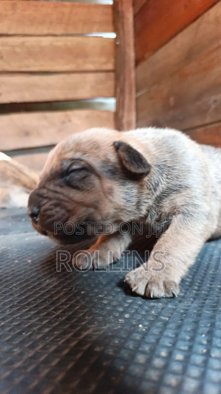 0-1 month Male Purebred Boerboel