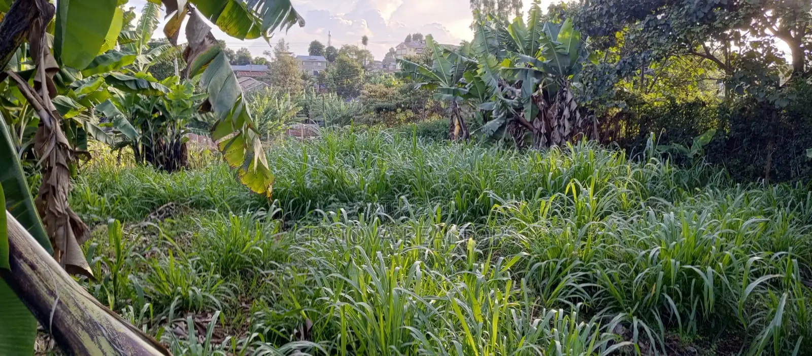 1.2 Acres for Sale