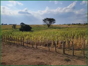 10 Acres of Fenced Agricultural Land for Sale in Olorroito, Narok