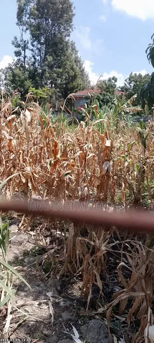 100by100 Plot for Sale in Kiserian Kahuho