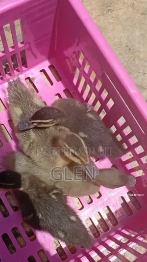 Exotic Ducklings