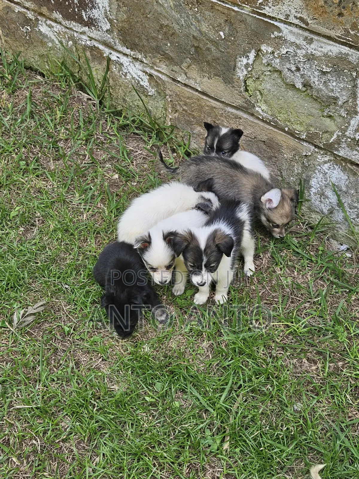 1-3 months Female Mixed Breed Japanese Spitz