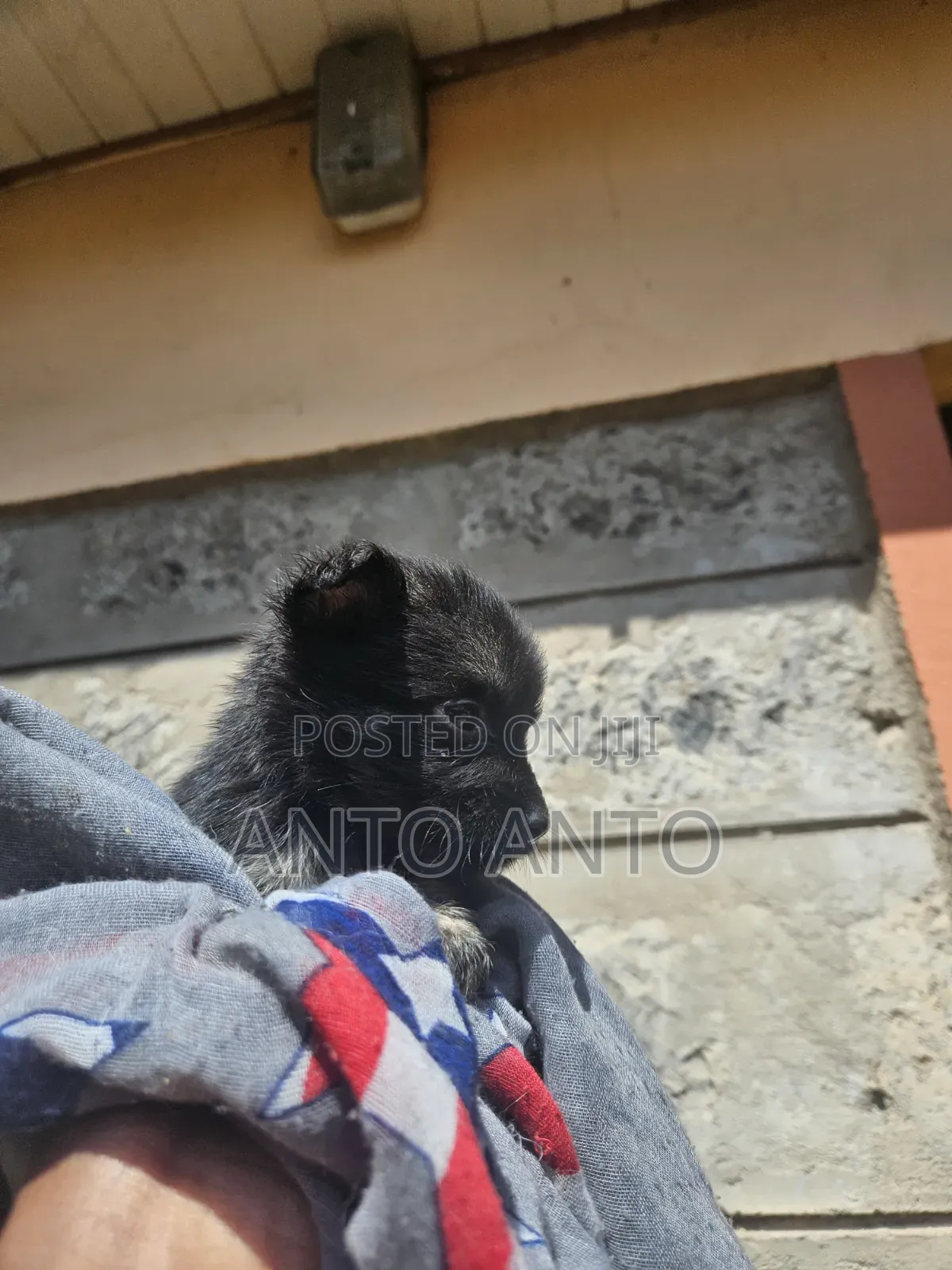 1-3 months Female Mixed Breed Japanese Spitz