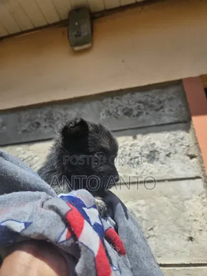 1-3 months Female Mixed Breed Japanese Spitz