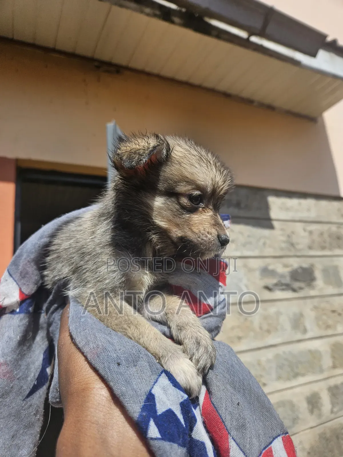 1-3 months Female Mixed Breed Japanese Spitz