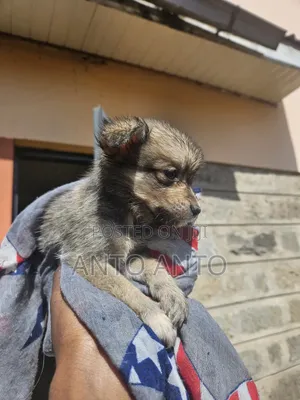 1-3 months Female Mixed Breed Japanese Spitz