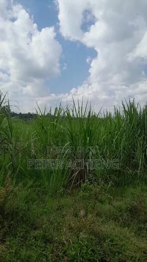 2 Acres in Alego Krindo With Sugar Plantations