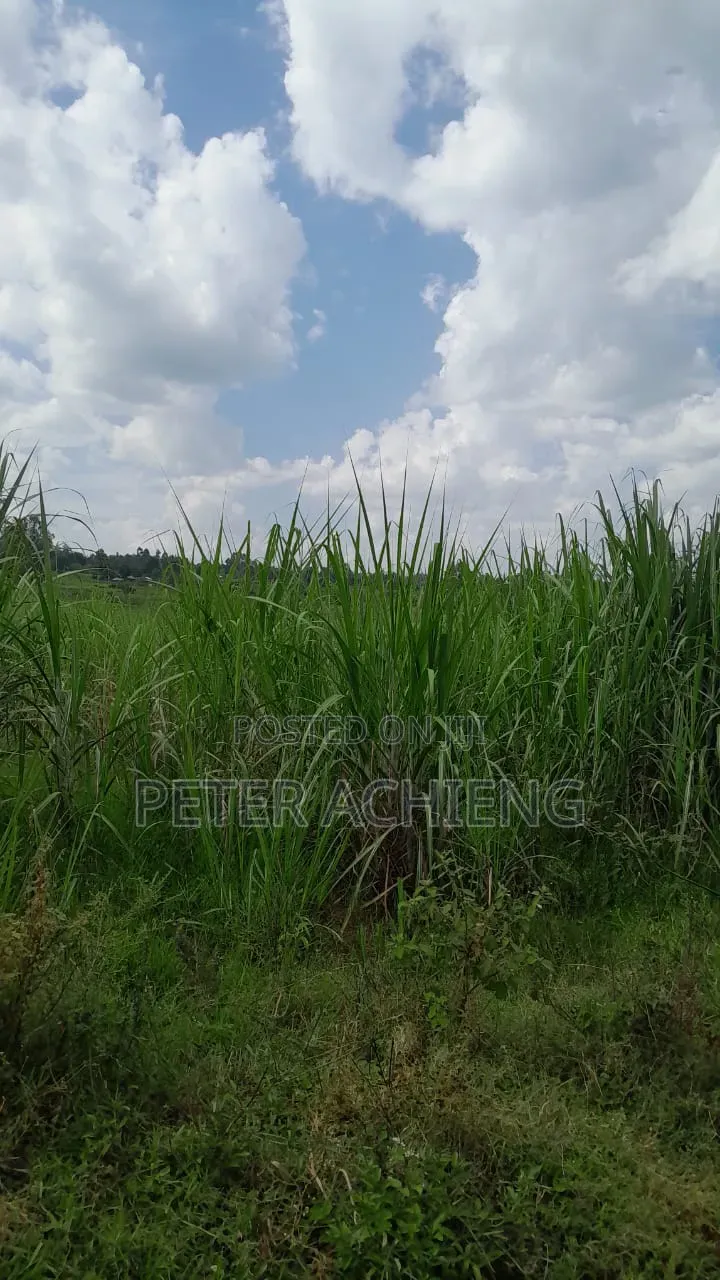 2 Acres in Alego Krindo With Sugar Plantations