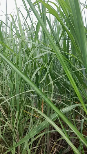 2 Acres in Alego Krindo With Sugar Plantations