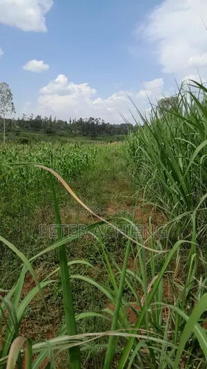 2 Acres in Alego Krindo With Sugar Plantations
