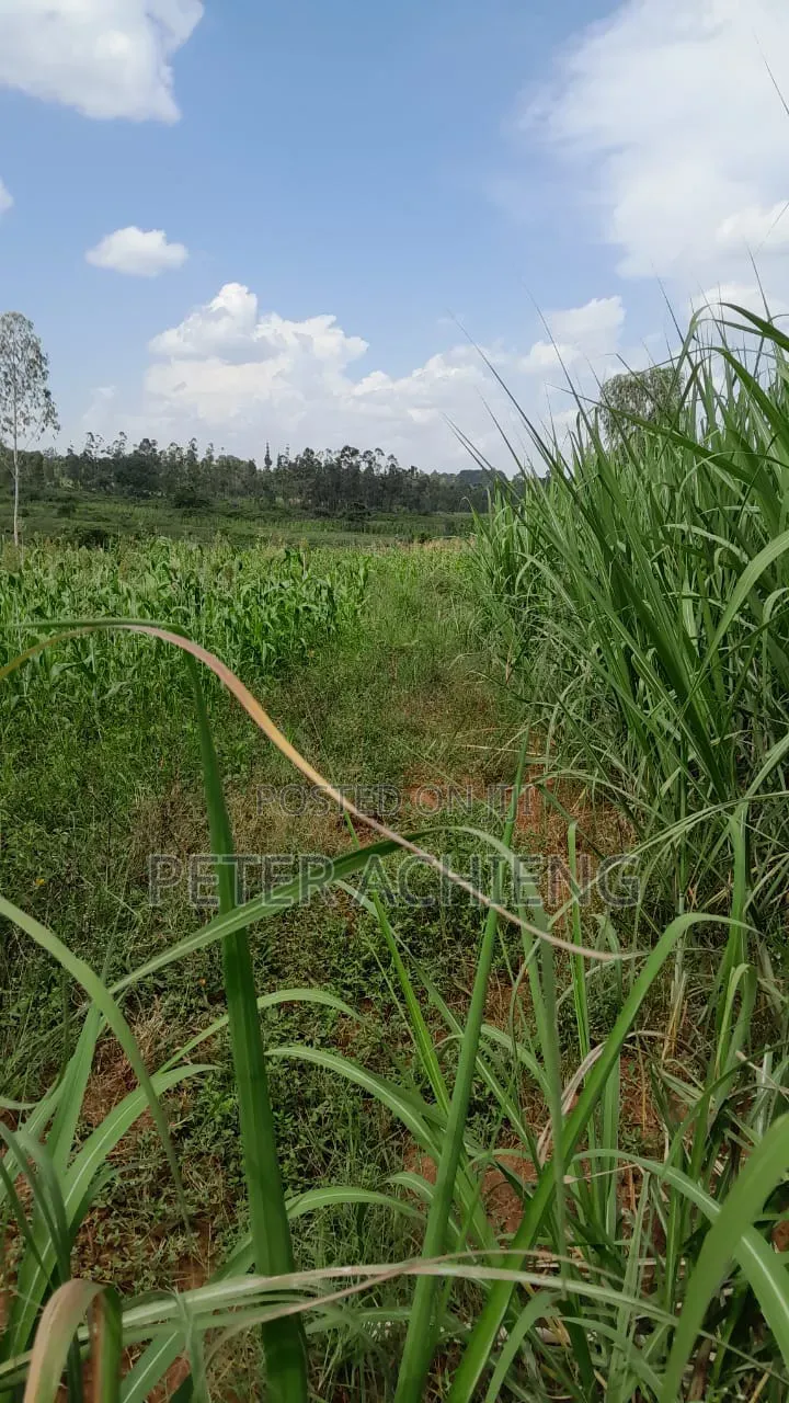 2 Acres in Alego Krindo With Sugar Plantations