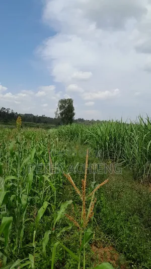 2 Acres in Alego Krindo With Sugar Plantations