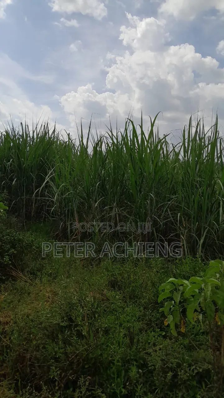 2 Acres in Alego Krindo With Sugar Plantations