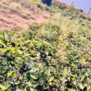 50*100 Plot for sale.in Ngong Suswa Road.