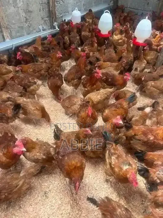 Chics for Sale