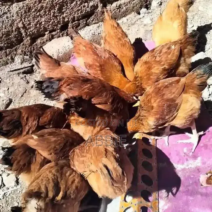 Chics for Sale