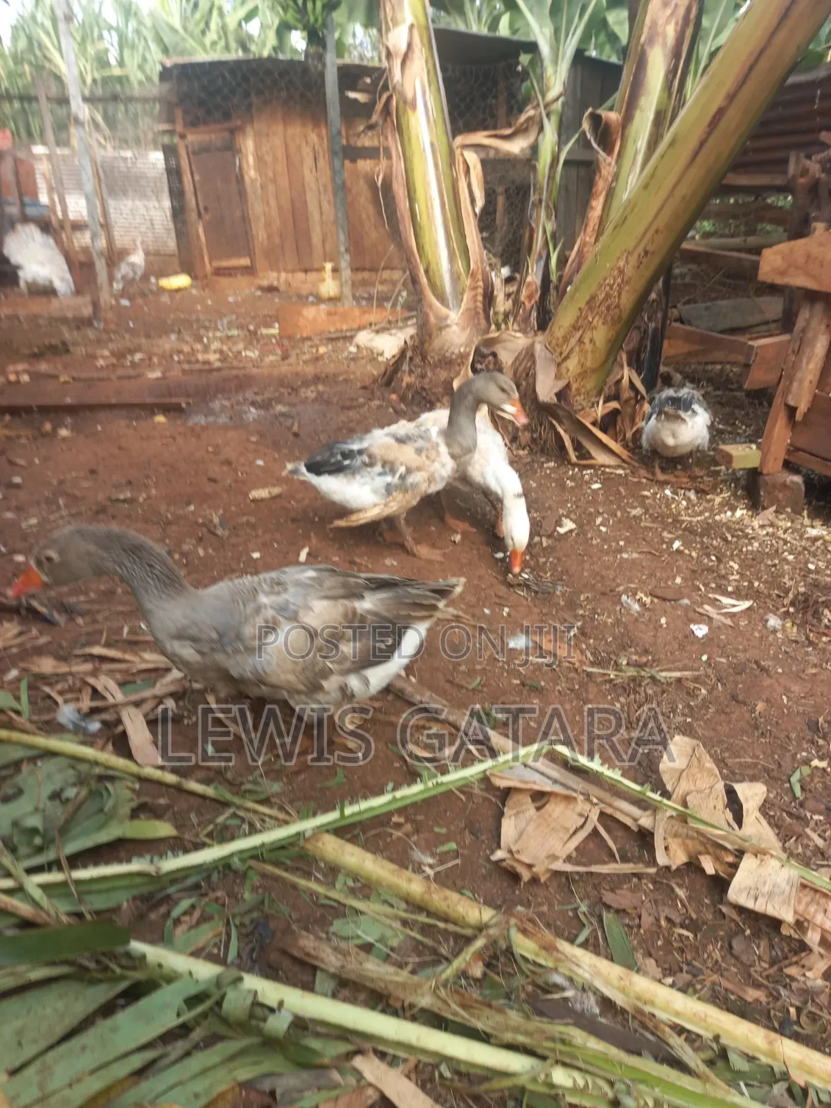 Mature Geese