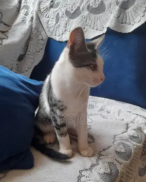 3-6 months Male Mixed Breed Cat