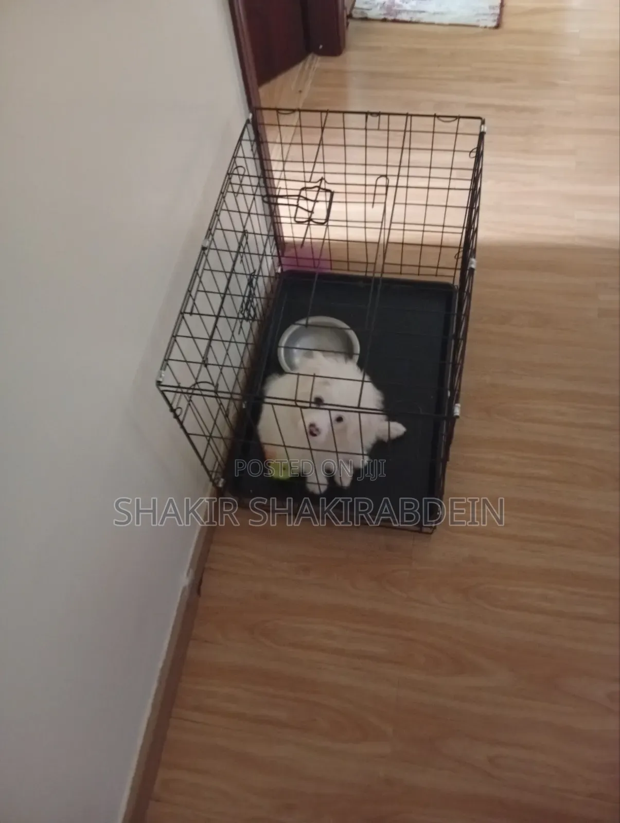 1-3 months Male Purebred Maltese