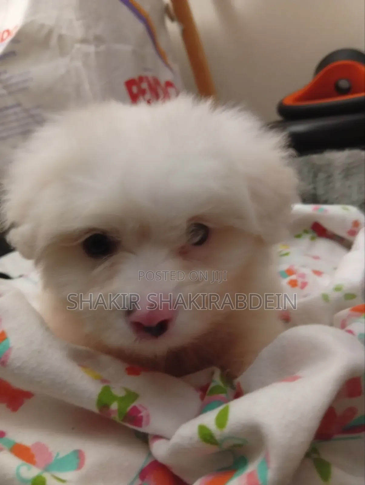 1-3 months Male Purebred Maltese