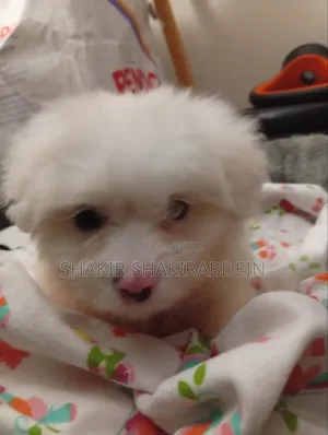 1-3 months Male Purebred Maltese
