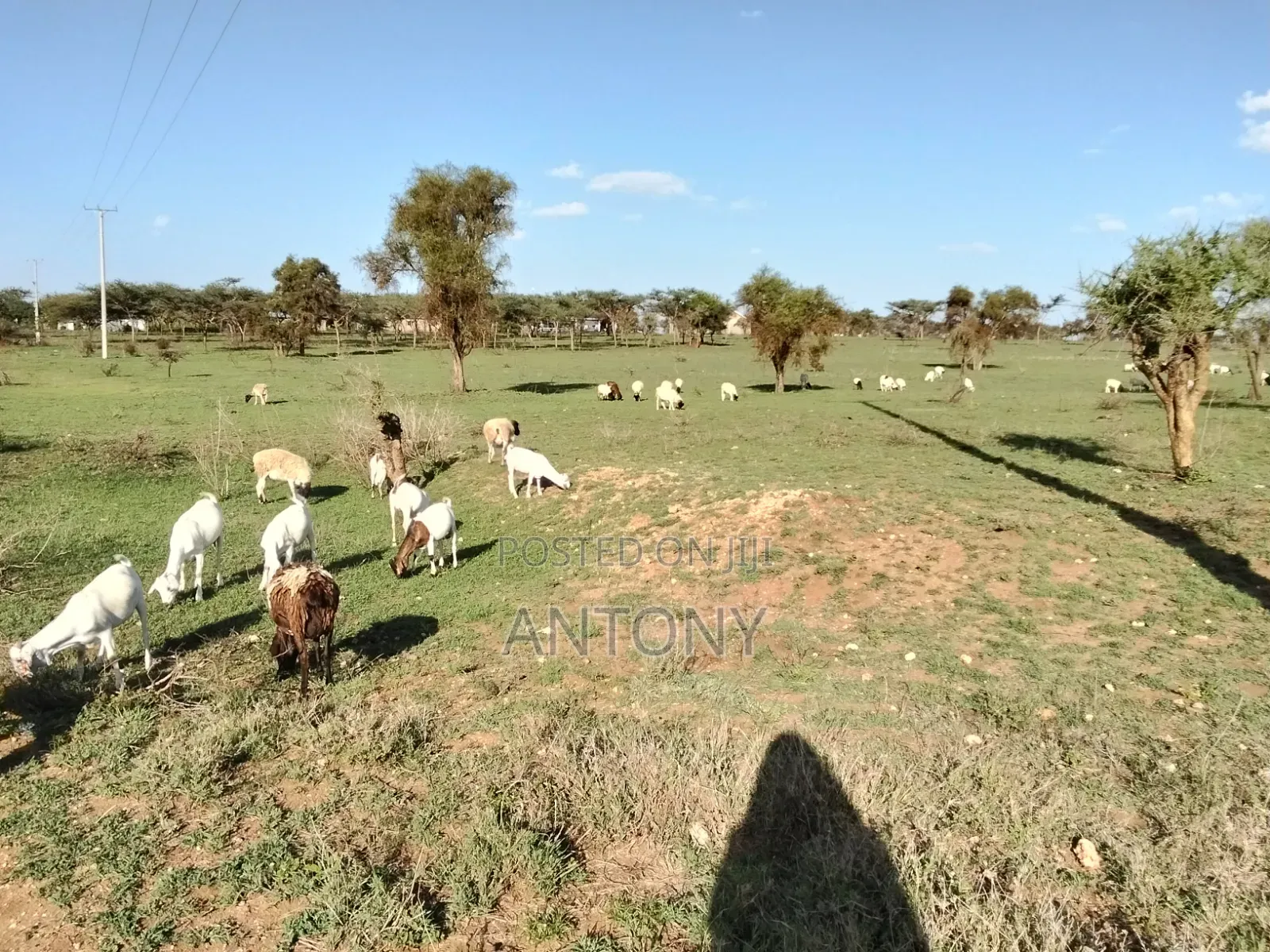 Land for Sell