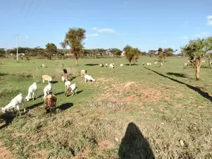 Land for Sell