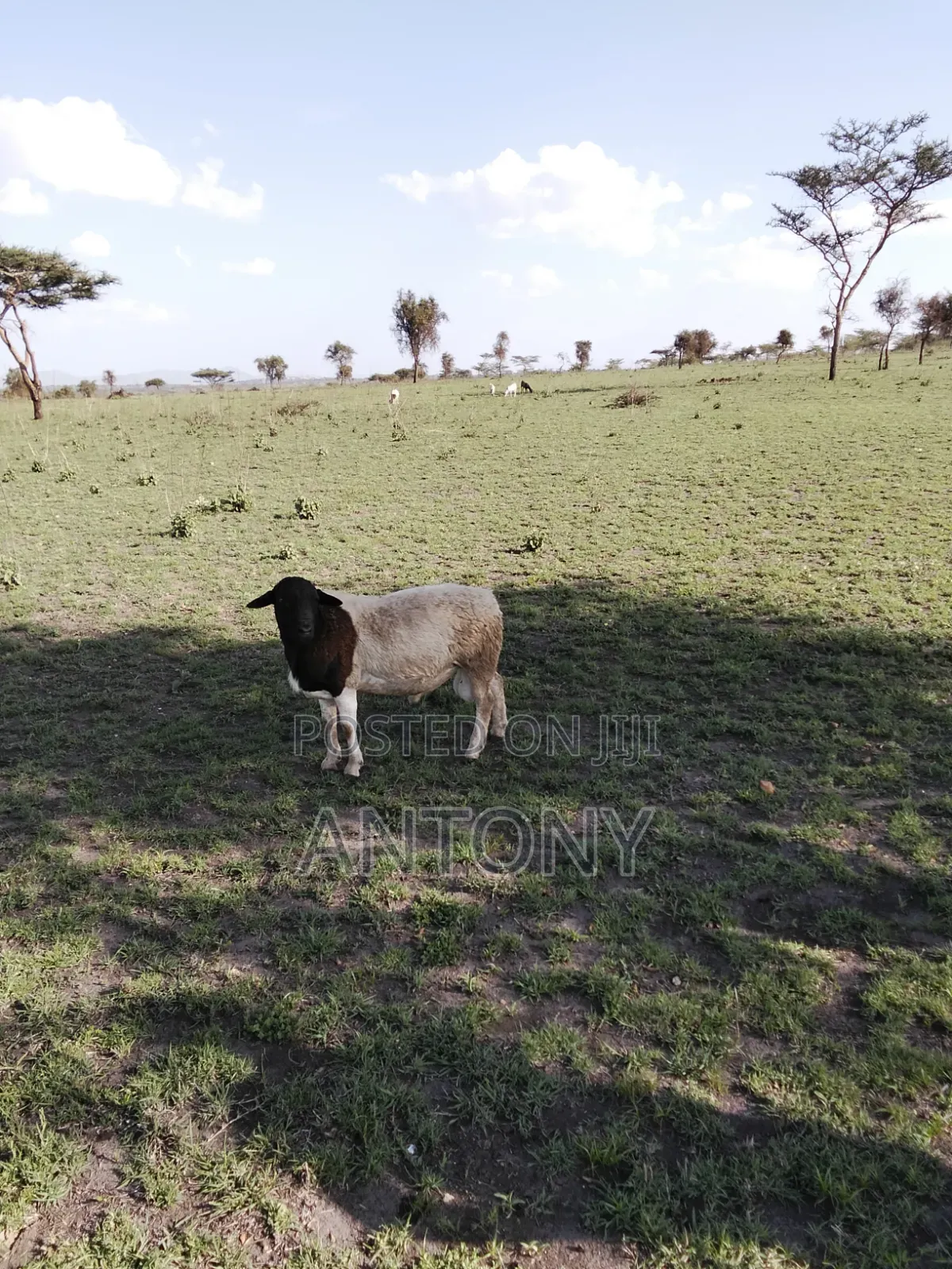 Land for Sell