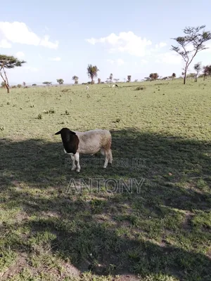 Land for Sell