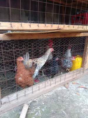 Abbie Chicks