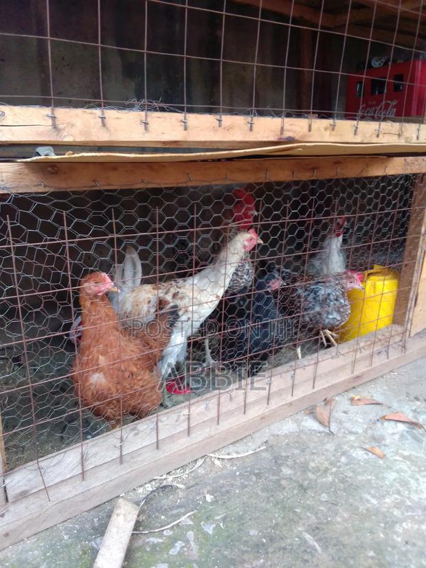 Abbie Chicks - main view