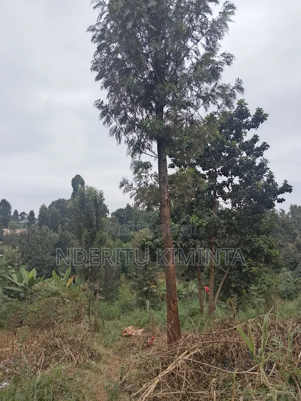 Leasing a Peace of 50×100 Land