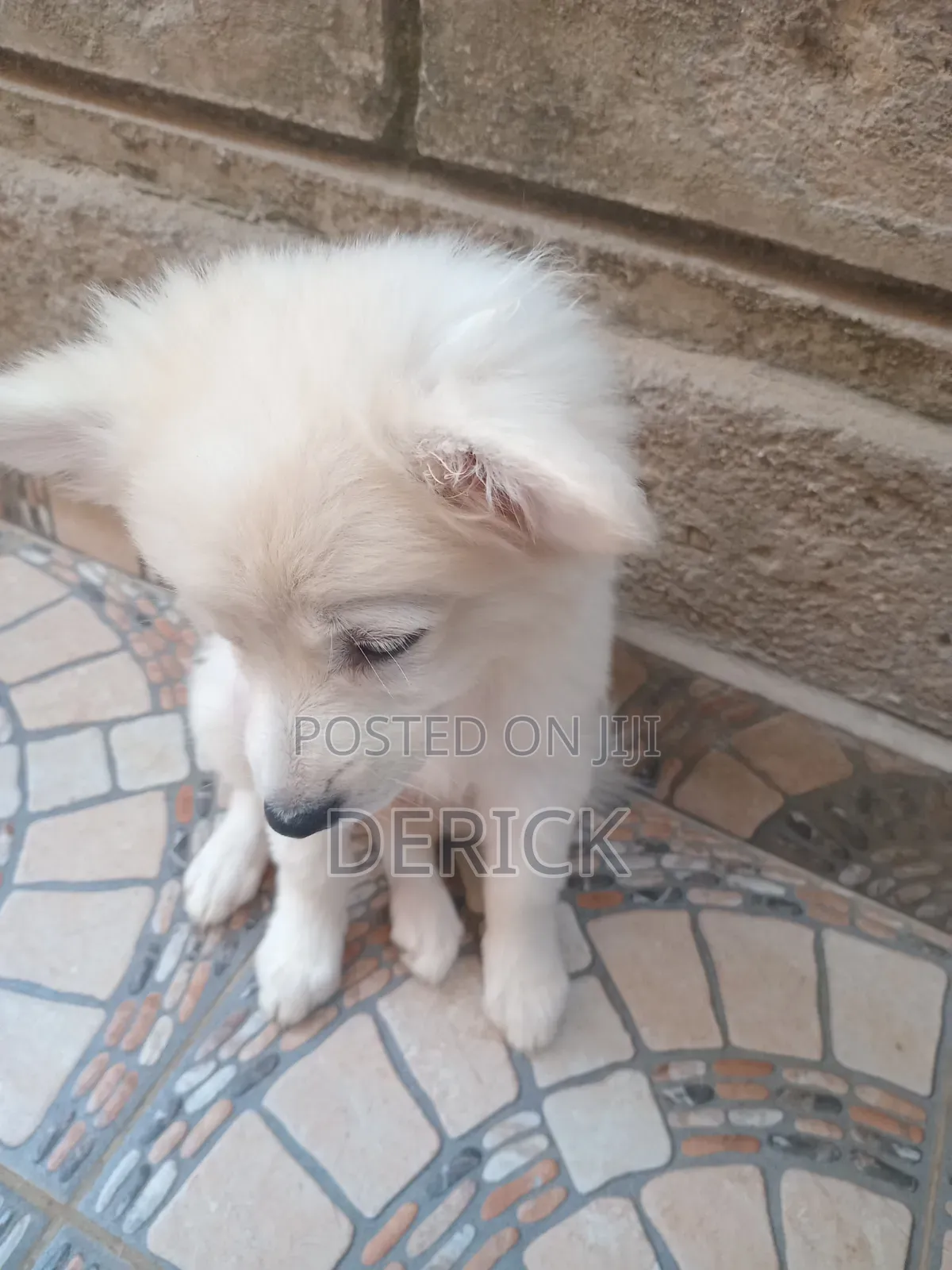 3-6 months Female Purebred Japanese Spitz