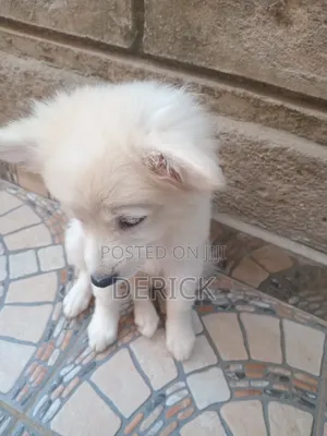 3-6 months Female Purebred Japanese Spitz